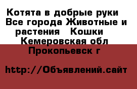 Котята в добрые руки - Все города Животные и растения » Кошки   . Кемеровская обл.,Прокопьевск г.